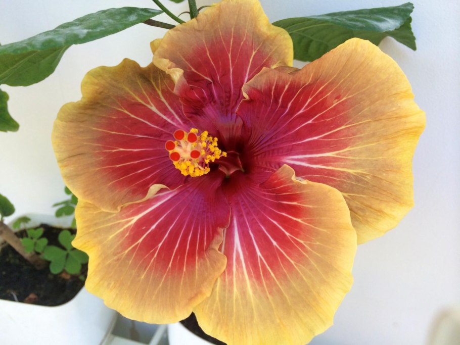 Мальвы фиолетовые фото показать