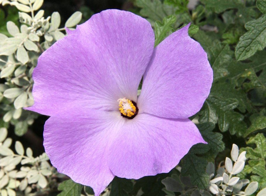 Алиогине Хьюгеля