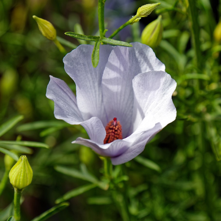 Растение Алиогине фото
