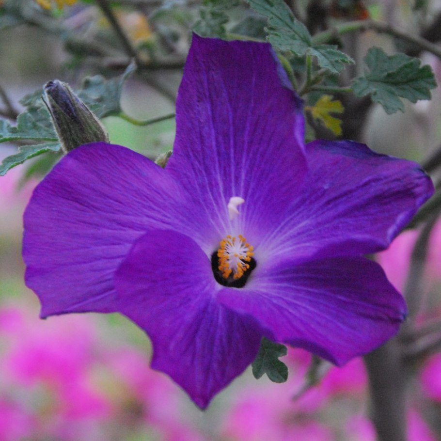 Алиогине хакелистная