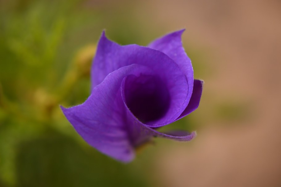 Гибискус Синенсис