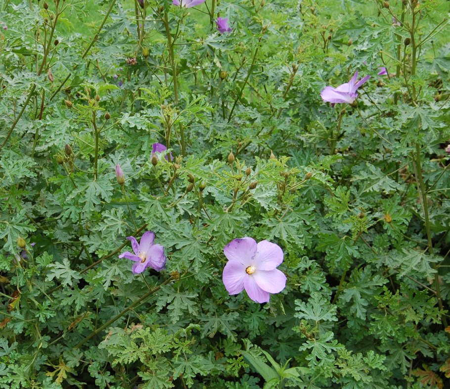 Гибискус вуду Мэджик