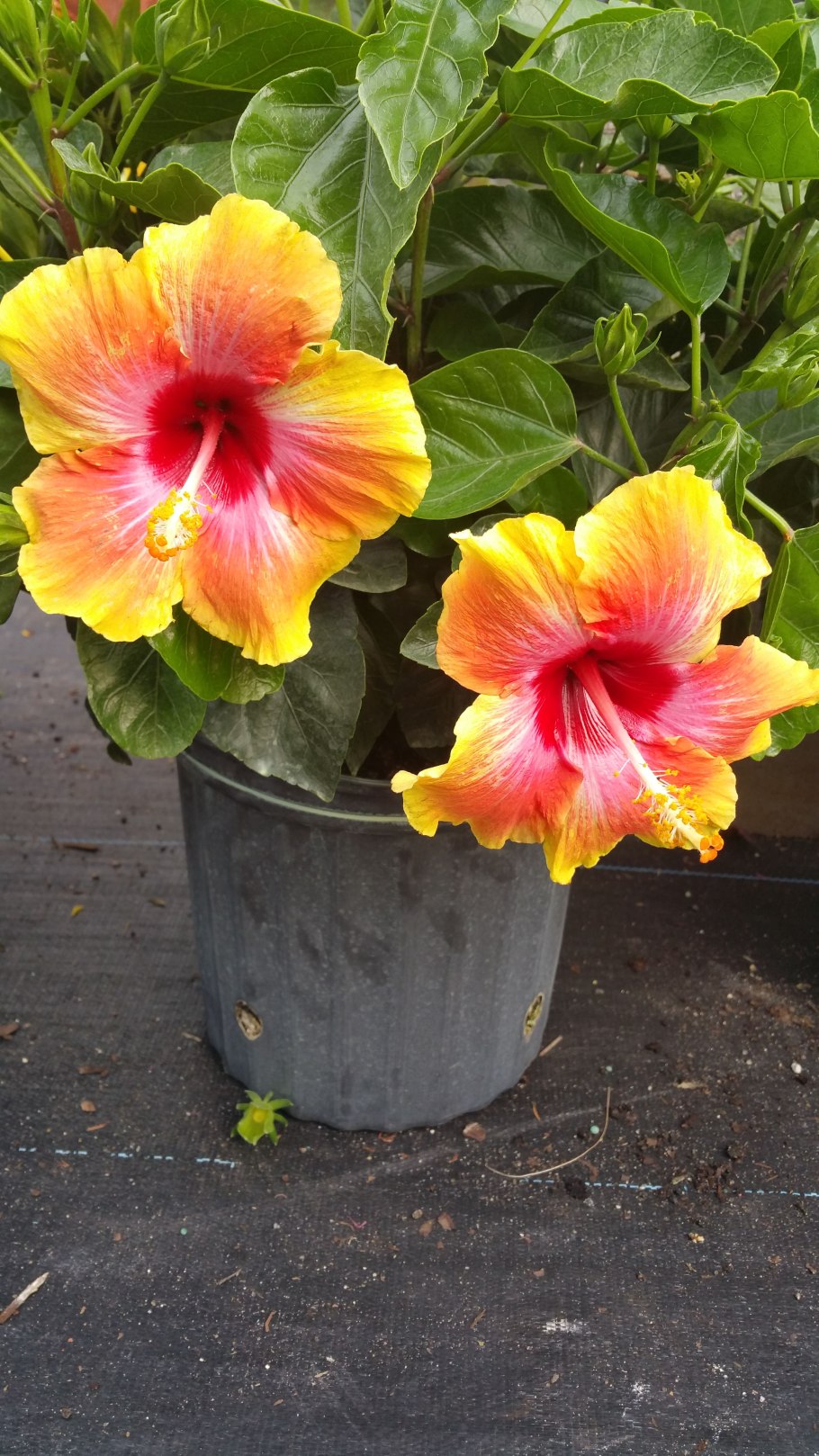 Гибискус сирийский Марина