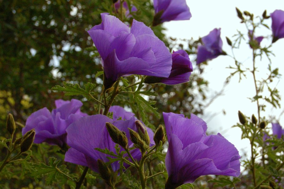 Алиогине Хьюгеля