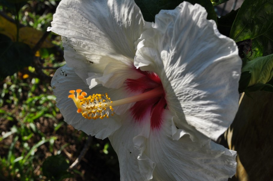 Гибискус чайная роза