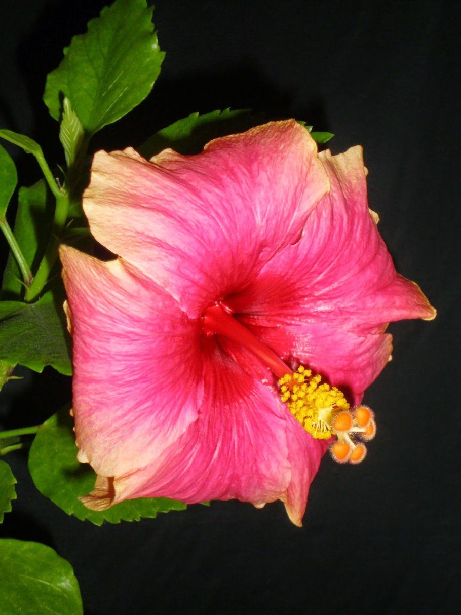Native Hibiscus