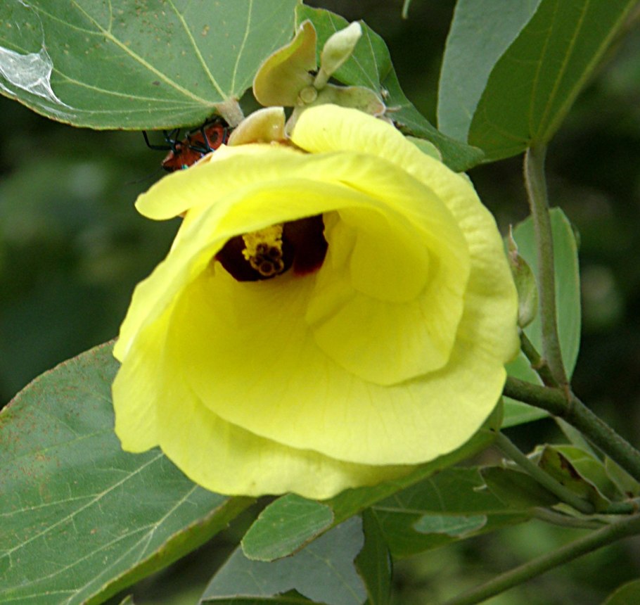 Гибискус Hibiscus moscheutos