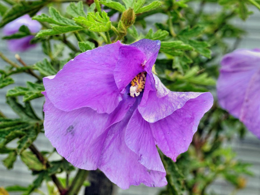 Alyogyne huegelii серый