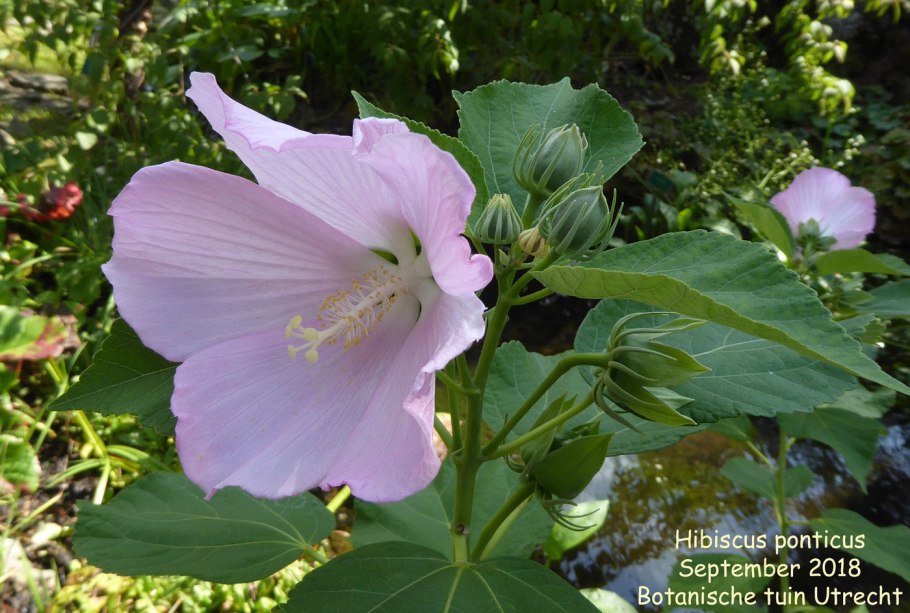 Суданская роза фиолетовая