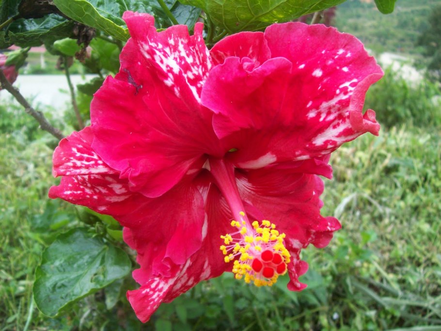 Гибискус в Малайзии