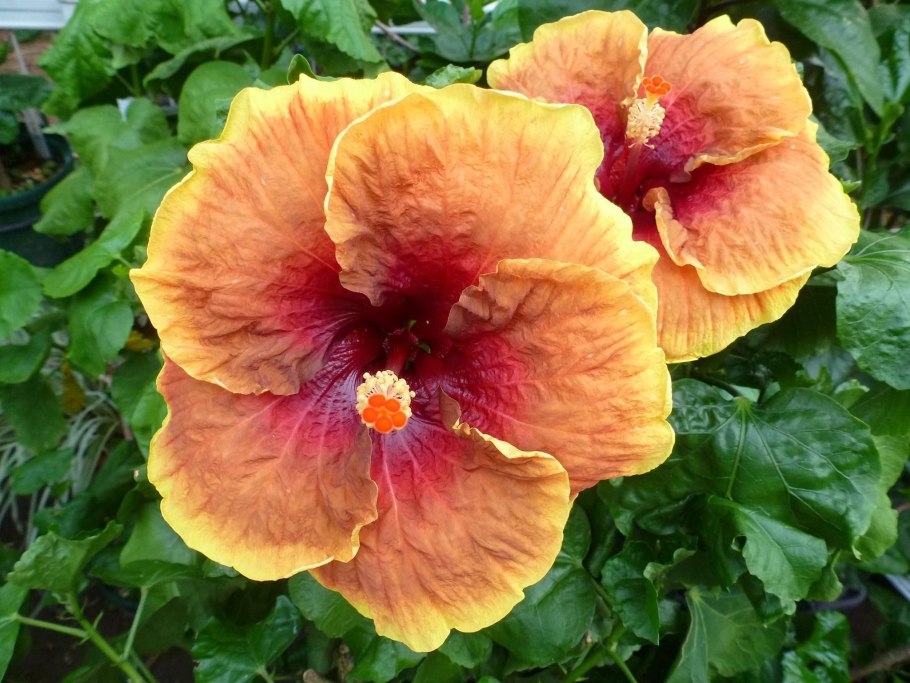 Гибискус Тиволи