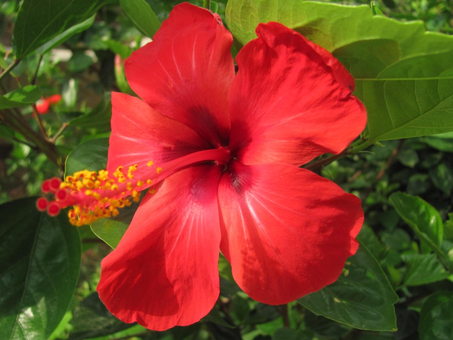 Алиогине Хьюгеля или гибискус Хьюгеля