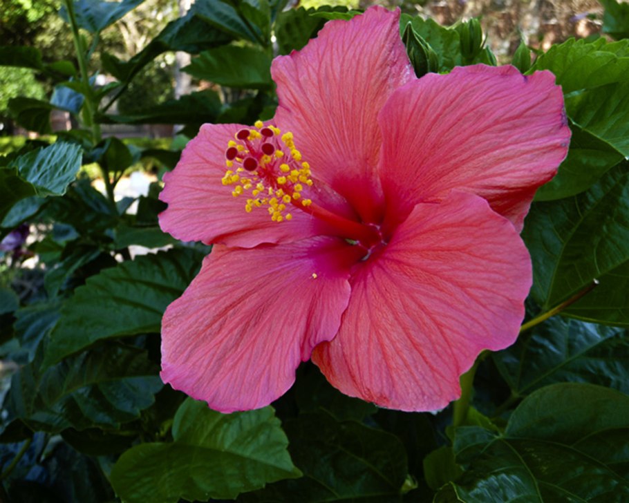 Гибискус древовидный