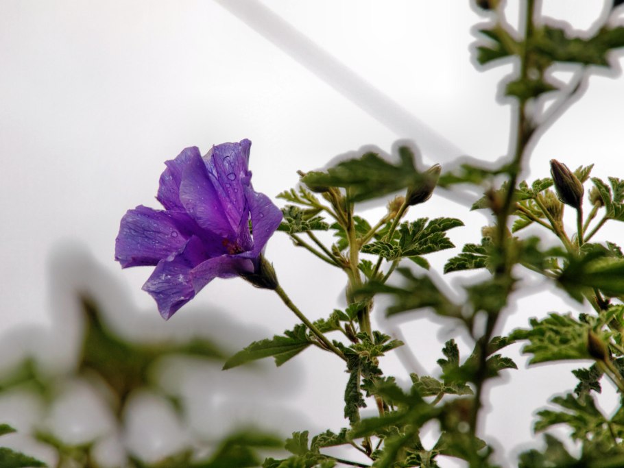 Гибискус Тиволи