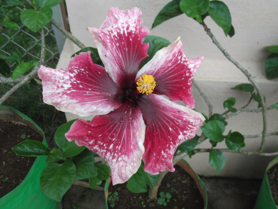 Гибискус плантация