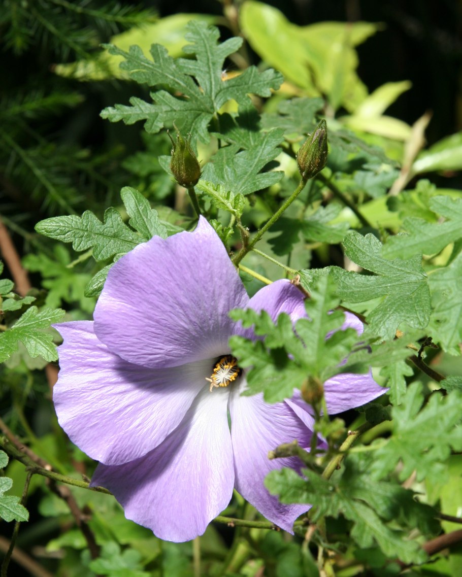 Швепс розовый гибискус