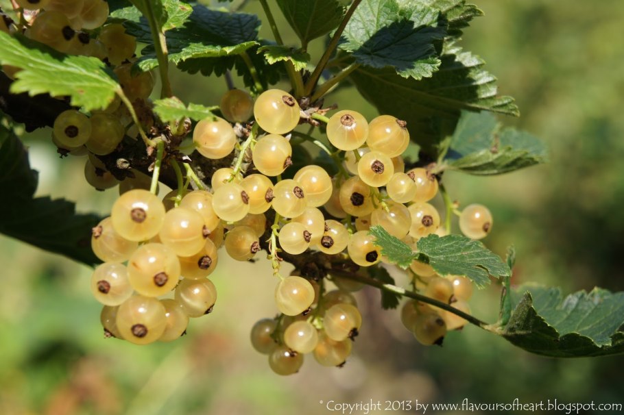 Смородина белая Витте Холландер