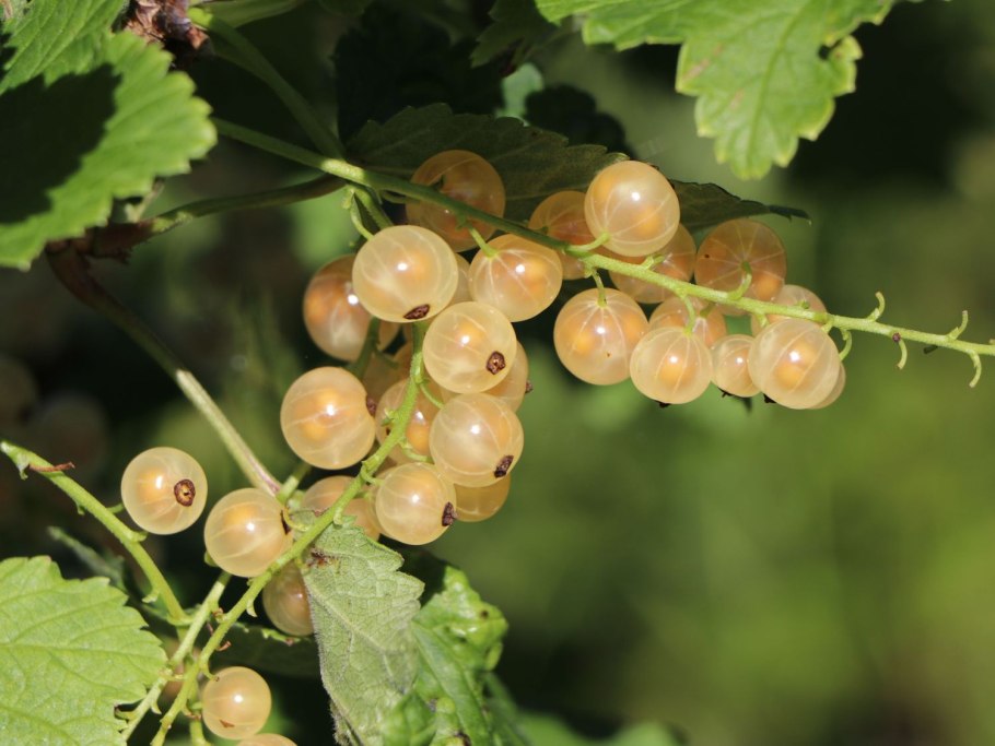 Смородина белая Смольяниновская