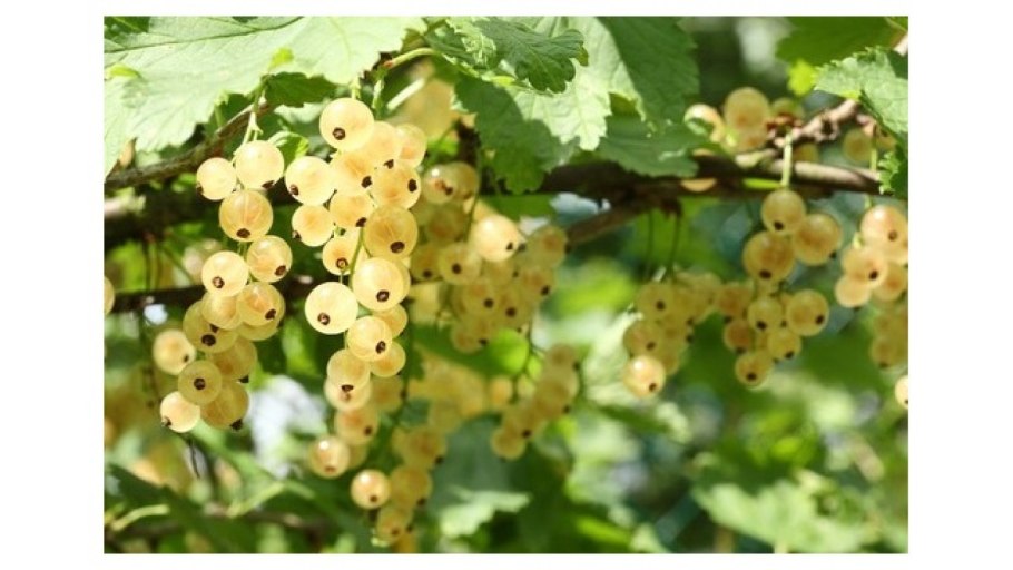 Смородина белая Смольяниновой