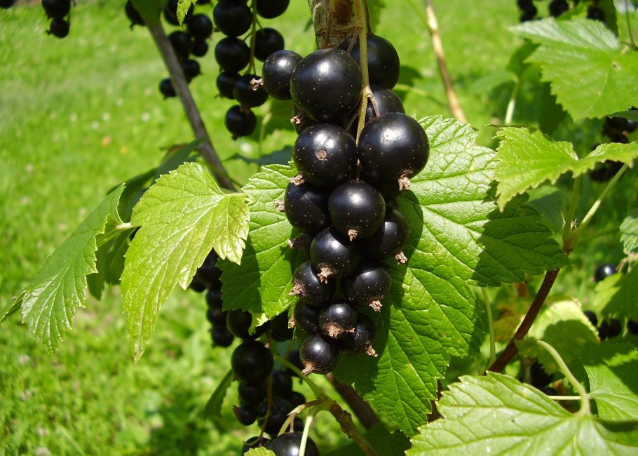 Смородина белая Версальская белая