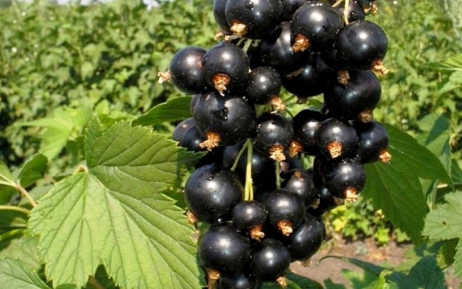 Смородина Виноградная белая