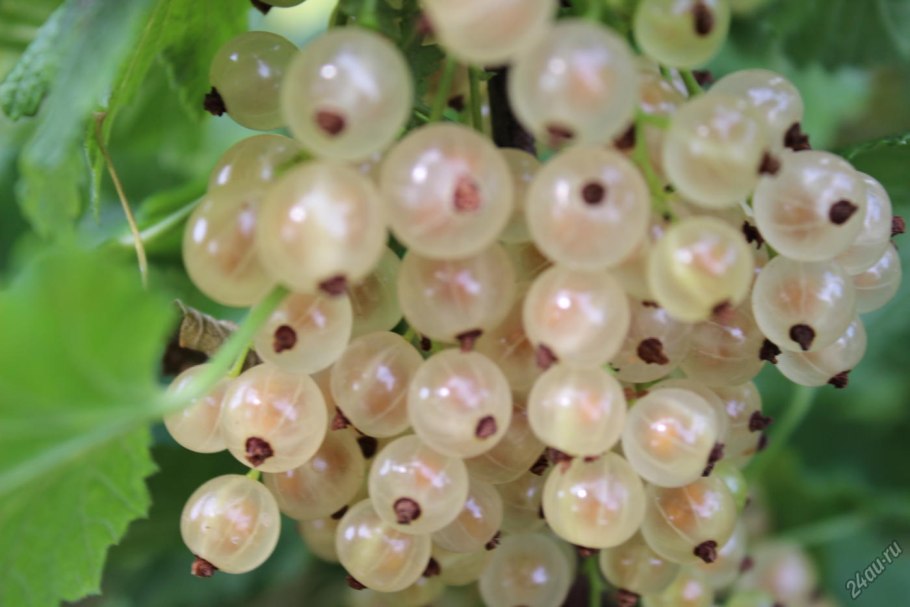 Смородина белая Версальская белая