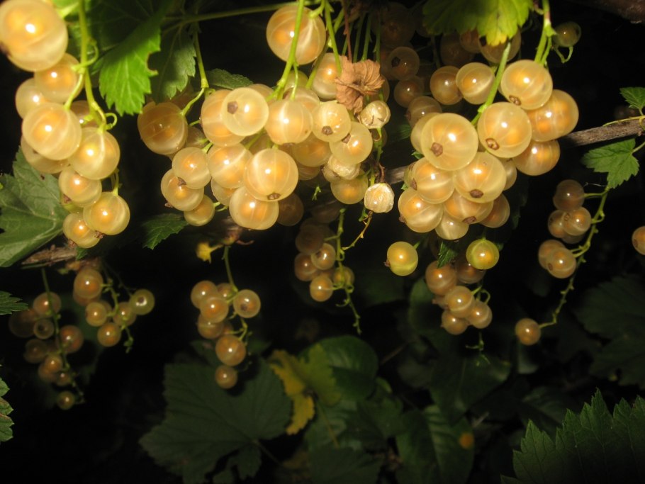 Смородина белая Беляна (с2)