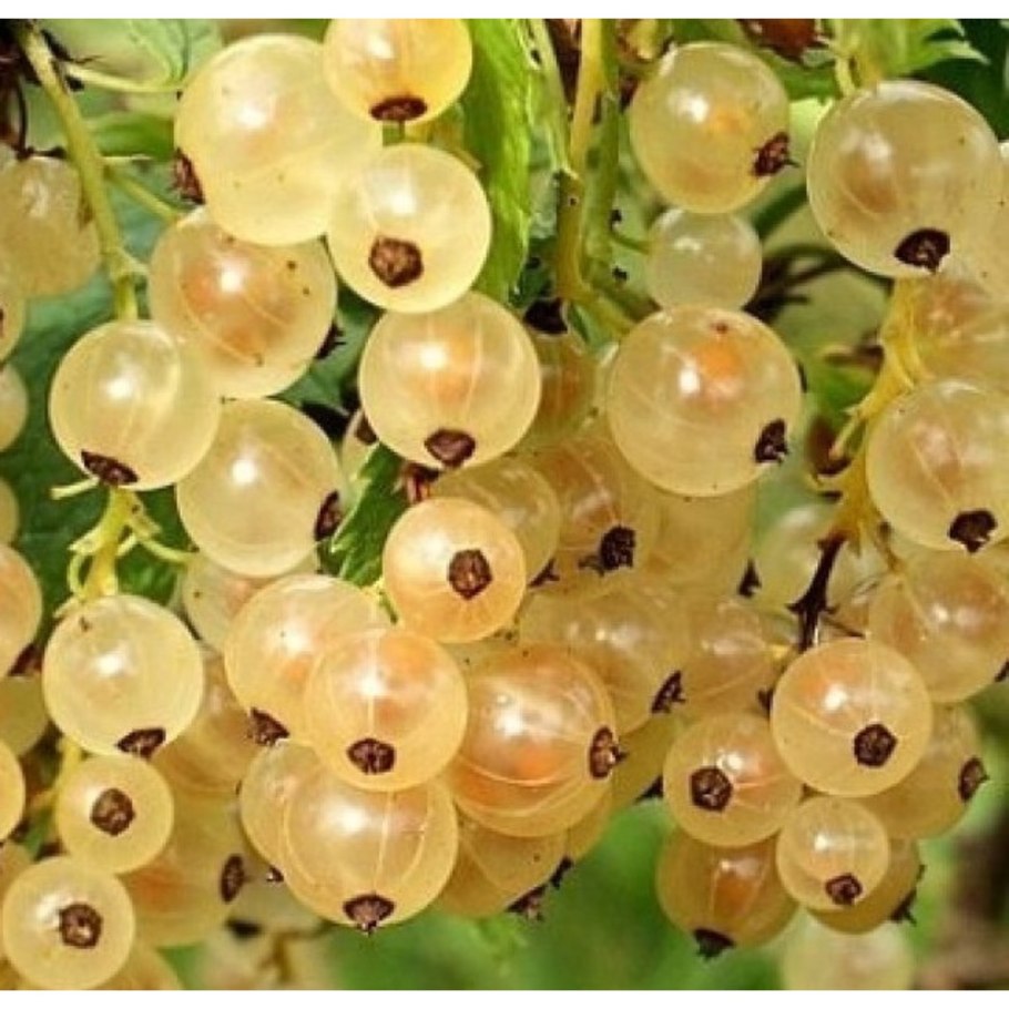 Смородина белая Вердавия