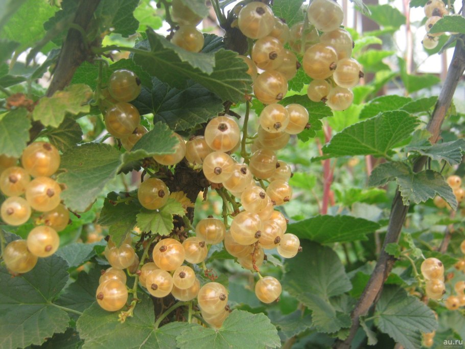 Смородина белая Уральская белая (с2)