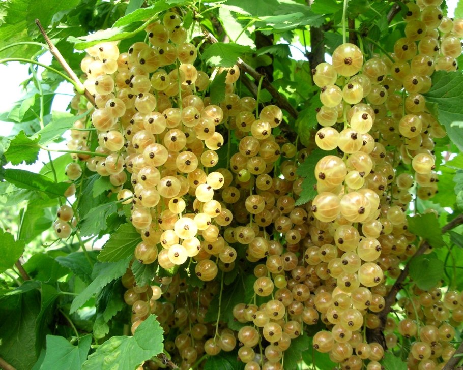 Смородина белая баяна