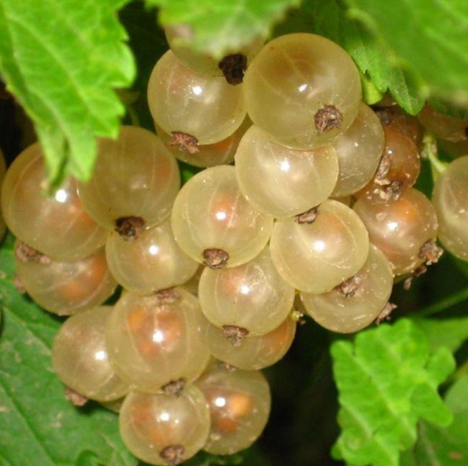 Сорт белая смородина белая принцесса Королева