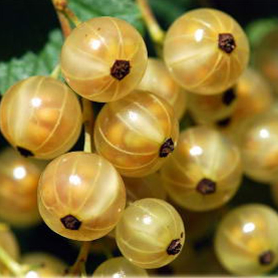 Смородина белая Версальская белая