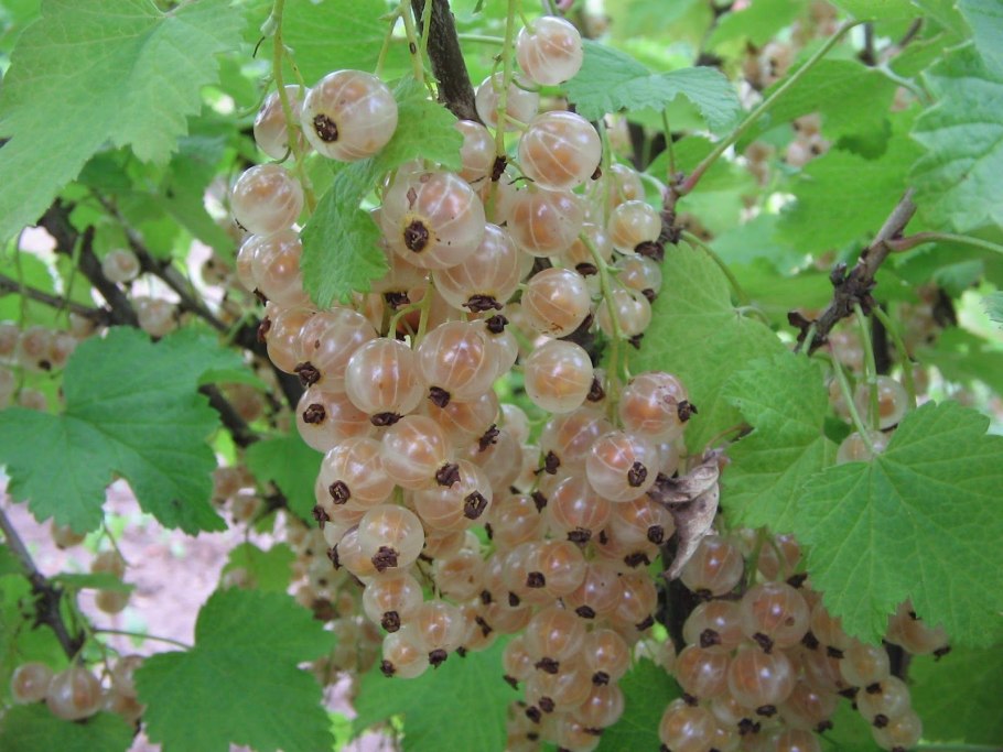 Смородина белая Виксне