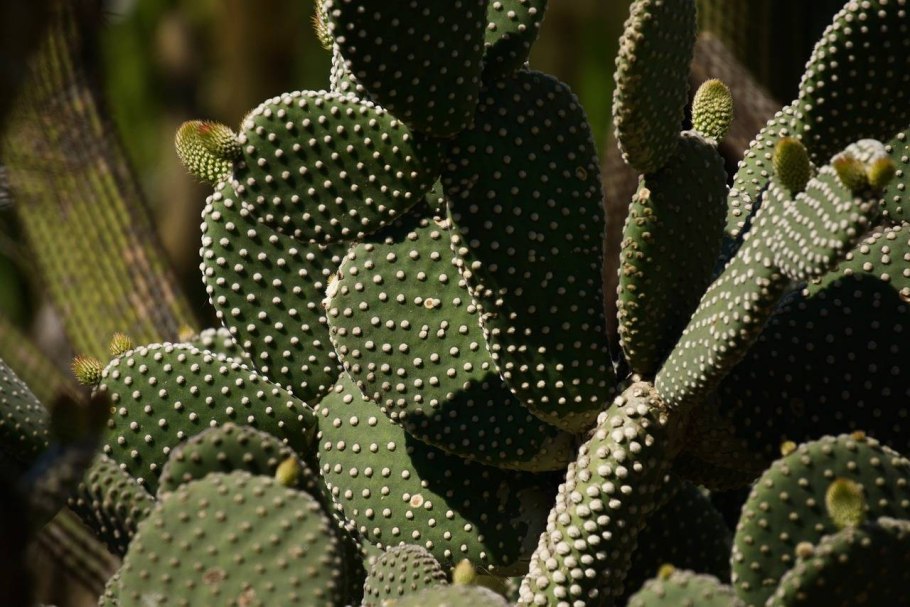 Cactaceae Кактус