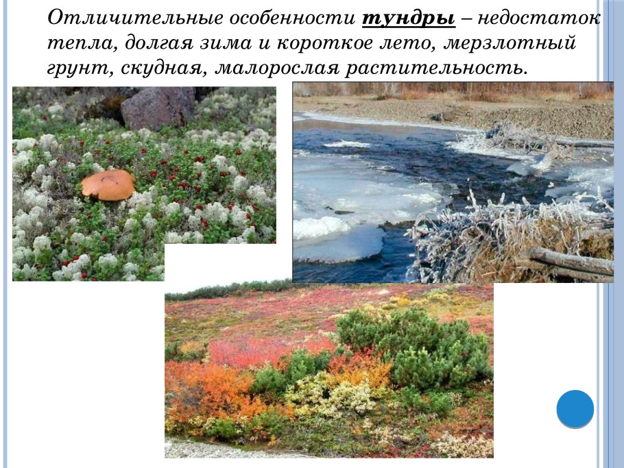 Растительный мир Ненецкого автономного округа