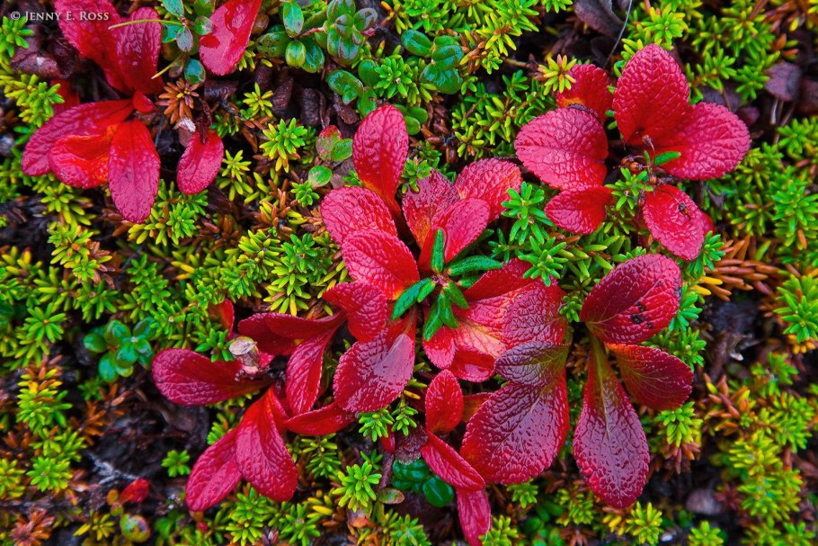 Поля морошки в тундре