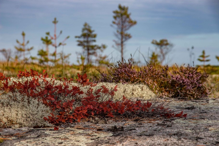 Тундра Красноярского края