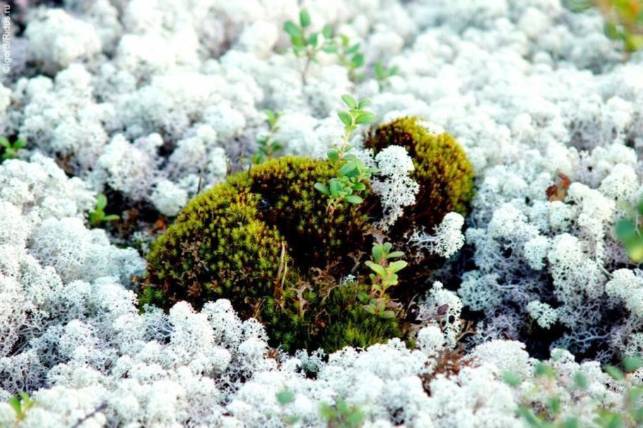 Лишайник ягель в тундре