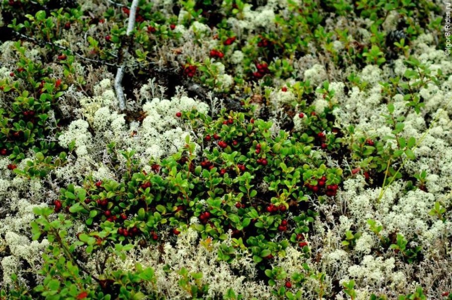 Растения тундры