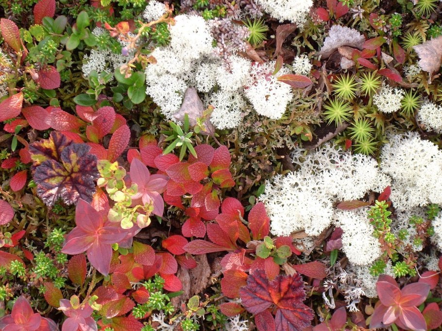 Земля Франца Иосифа Полярный Мак