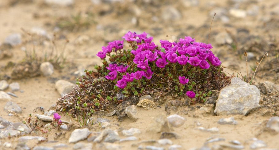 Тундра Флора мох