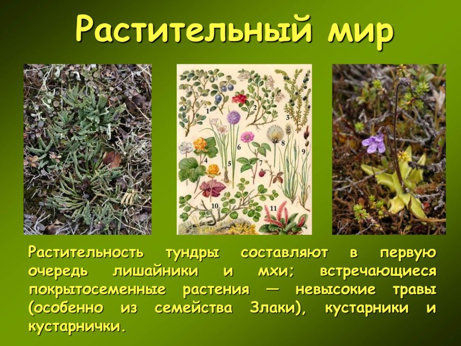 Приспособления растений в тундре