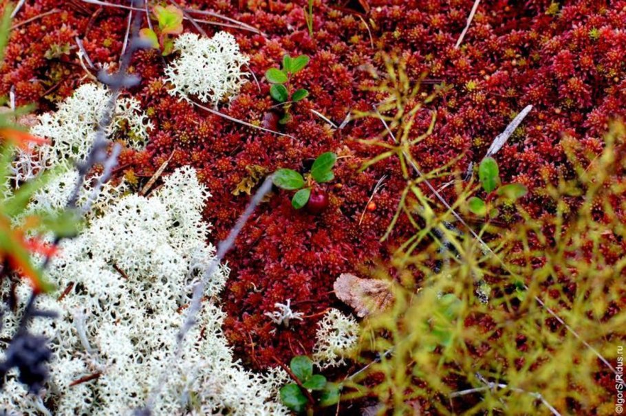 Арктические ягоды Морошка