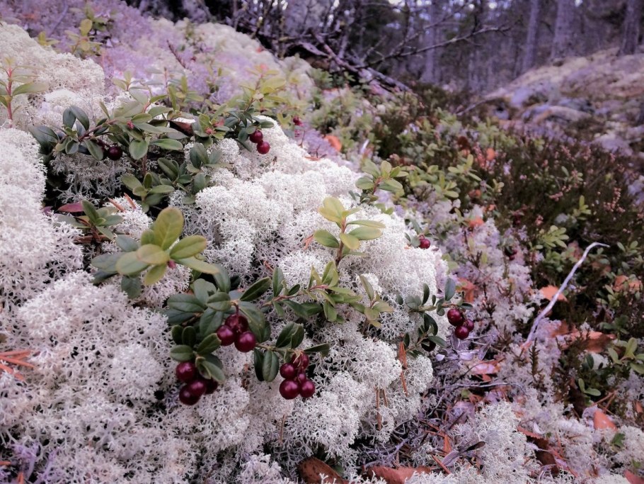 Красная книга тундры растения