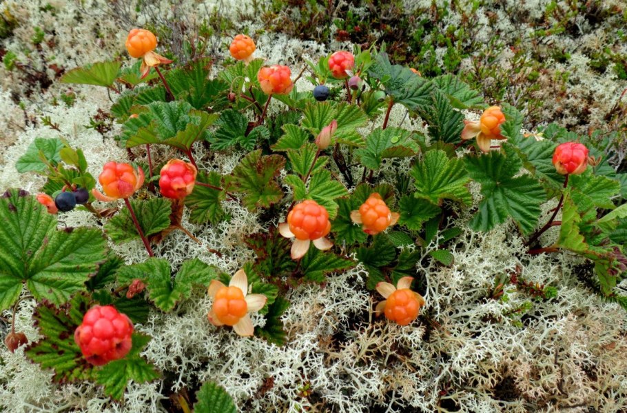 Растения тундры ягель