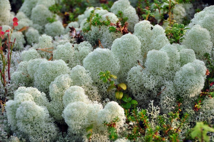 Флора Таймыра