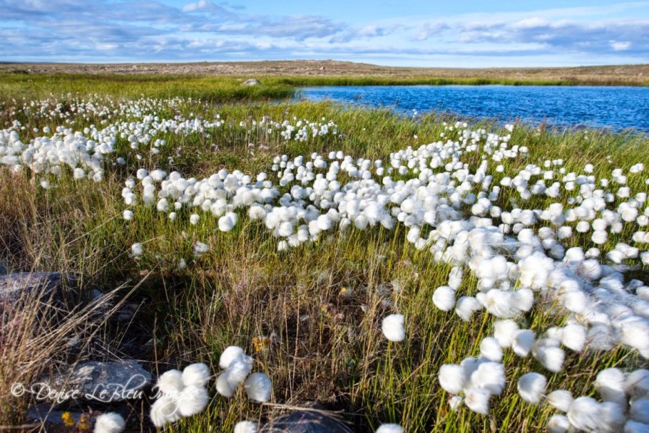 Растения тундры ягель