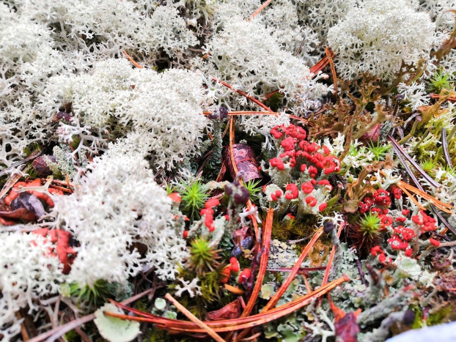 Поляна в тундре