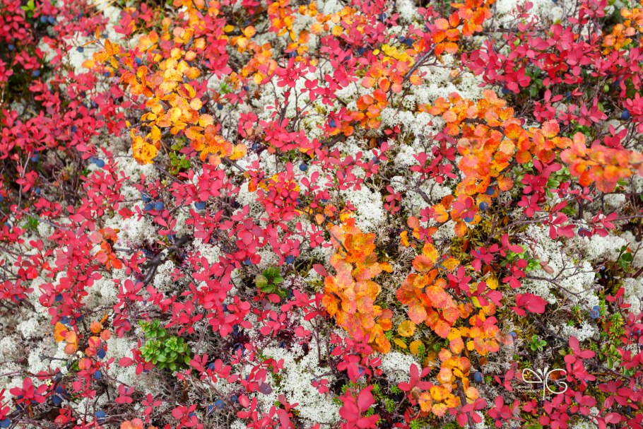 Кёнигия растение