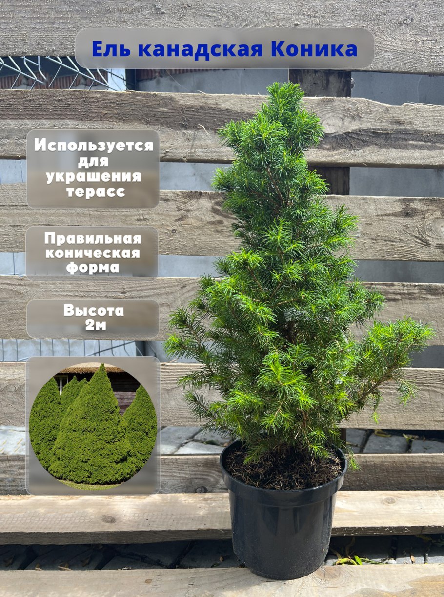 Ель канадская Коника Picea glauca conica